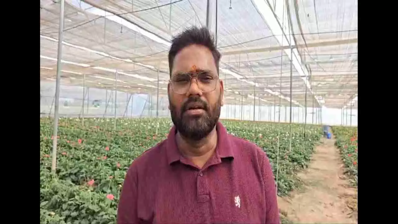 Gerbera flower cultivation