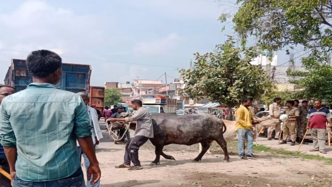 Lucknow News: नगर निगम के कैटल कैचिंग दस्ते से कैंट में मारपीट, थाने में शिकायत