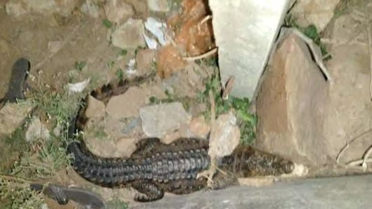 Crocodile found in house, commotion created, forest department rescued it