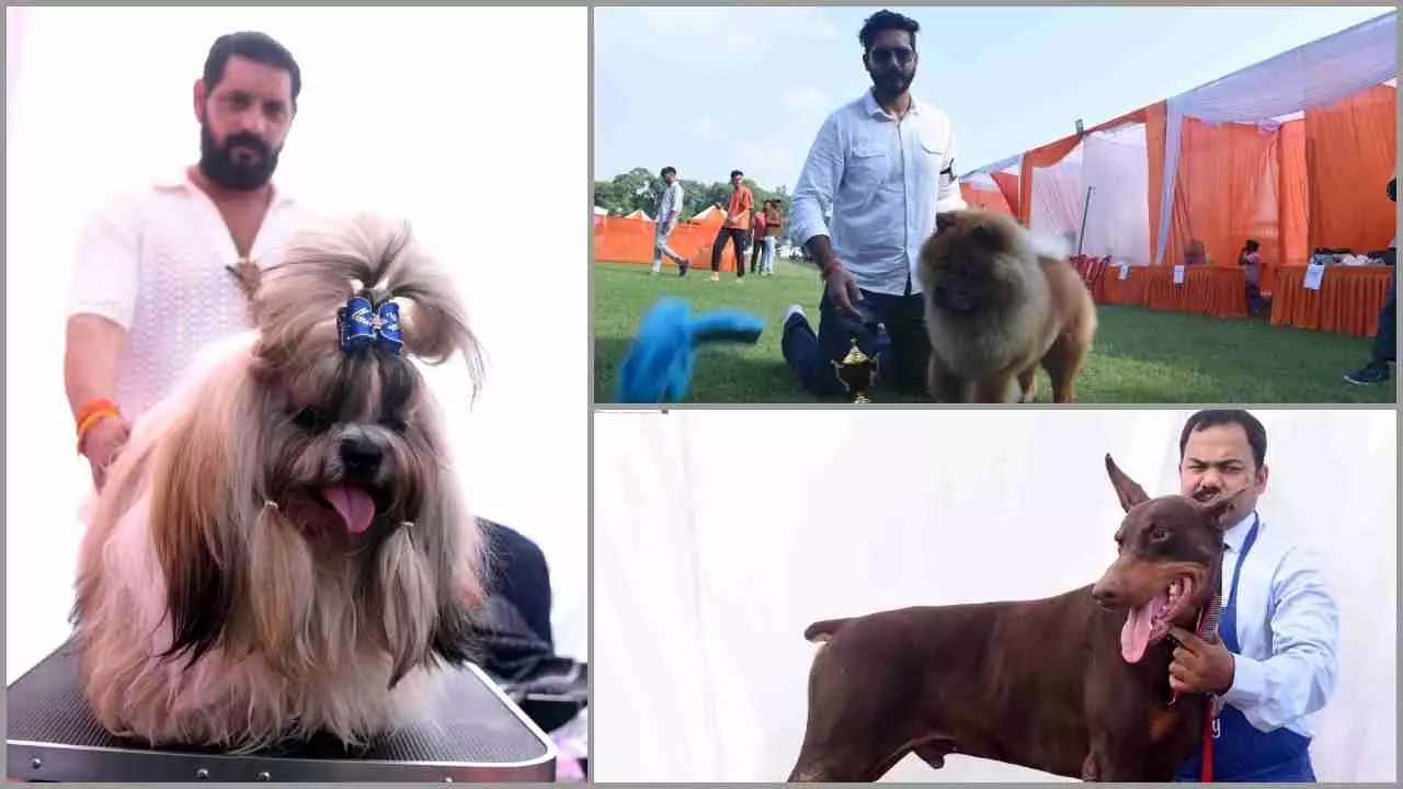 Lucknow Dog Show : जर्मन शेफर्ड ने जीता पहला खिताब, डॉबरमैन दूसरे नंबर पर, 38 प्रजाति के डॉग ने लिया था हिस्सा