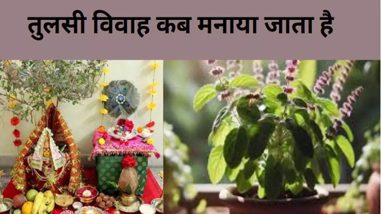 Tulsi Vivah 2024 Mein Kab Hai:तुलसी विवाह 2024 में कब है, जानिए शुभ मुहूर्त और पूजा विधि