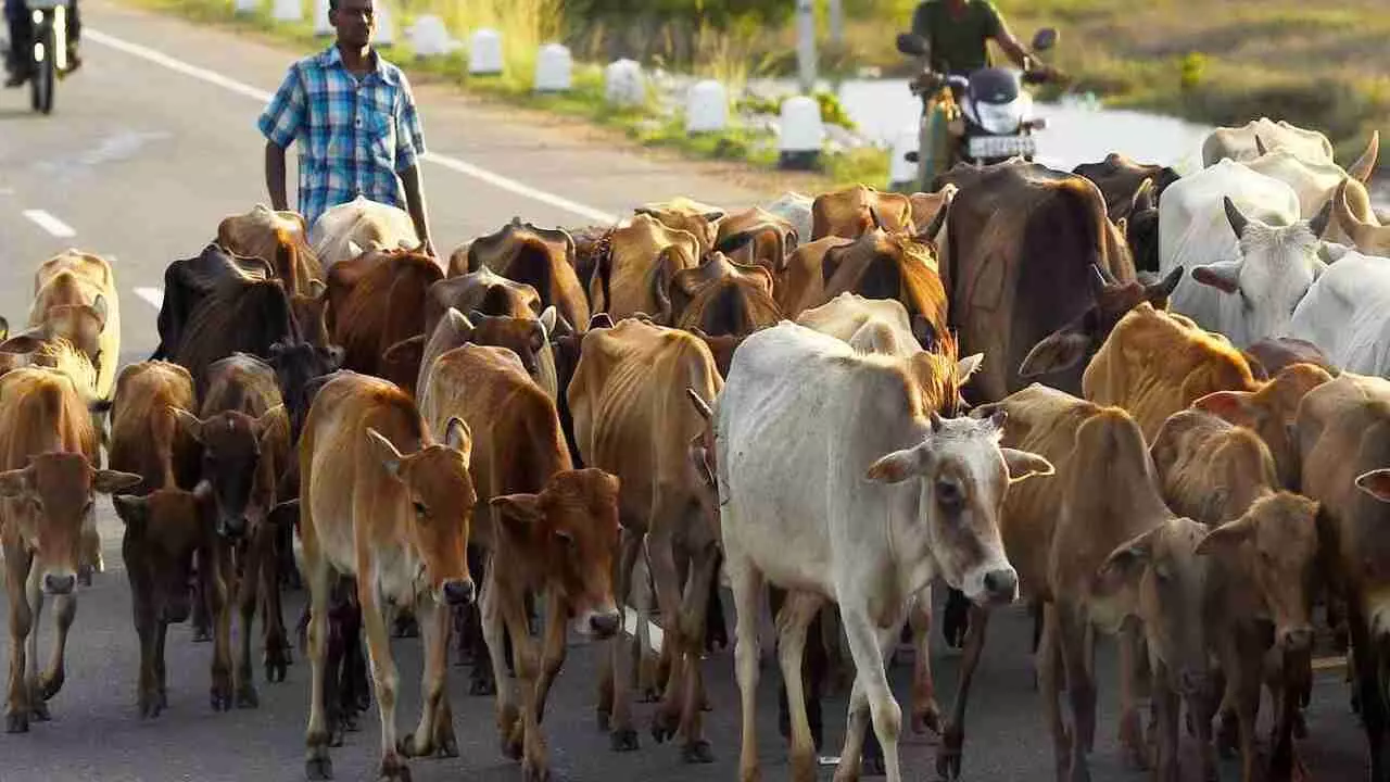 Livestock census in india