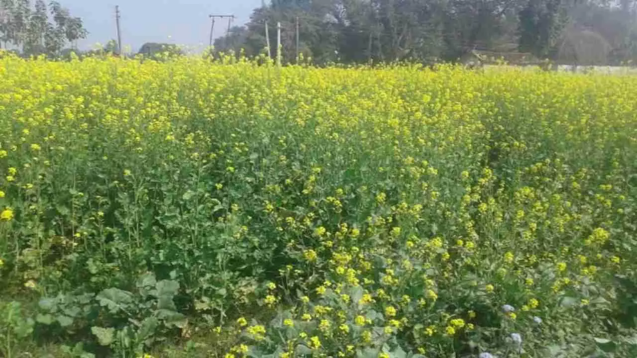 Hapur News, Mustard plant not grown Hapur,  Mustard plant spoiled 23 bigha land,  Mustard bad seeds,  Hapur ki taza khabar