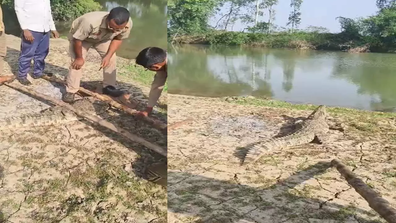 Crocodile found in a village in Ghorawal Kotwali area Departments team did the rescue