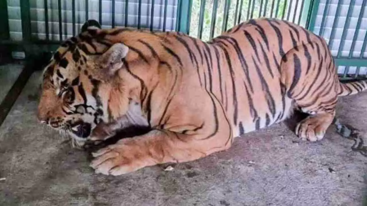 diet of tiger leopard bear increased