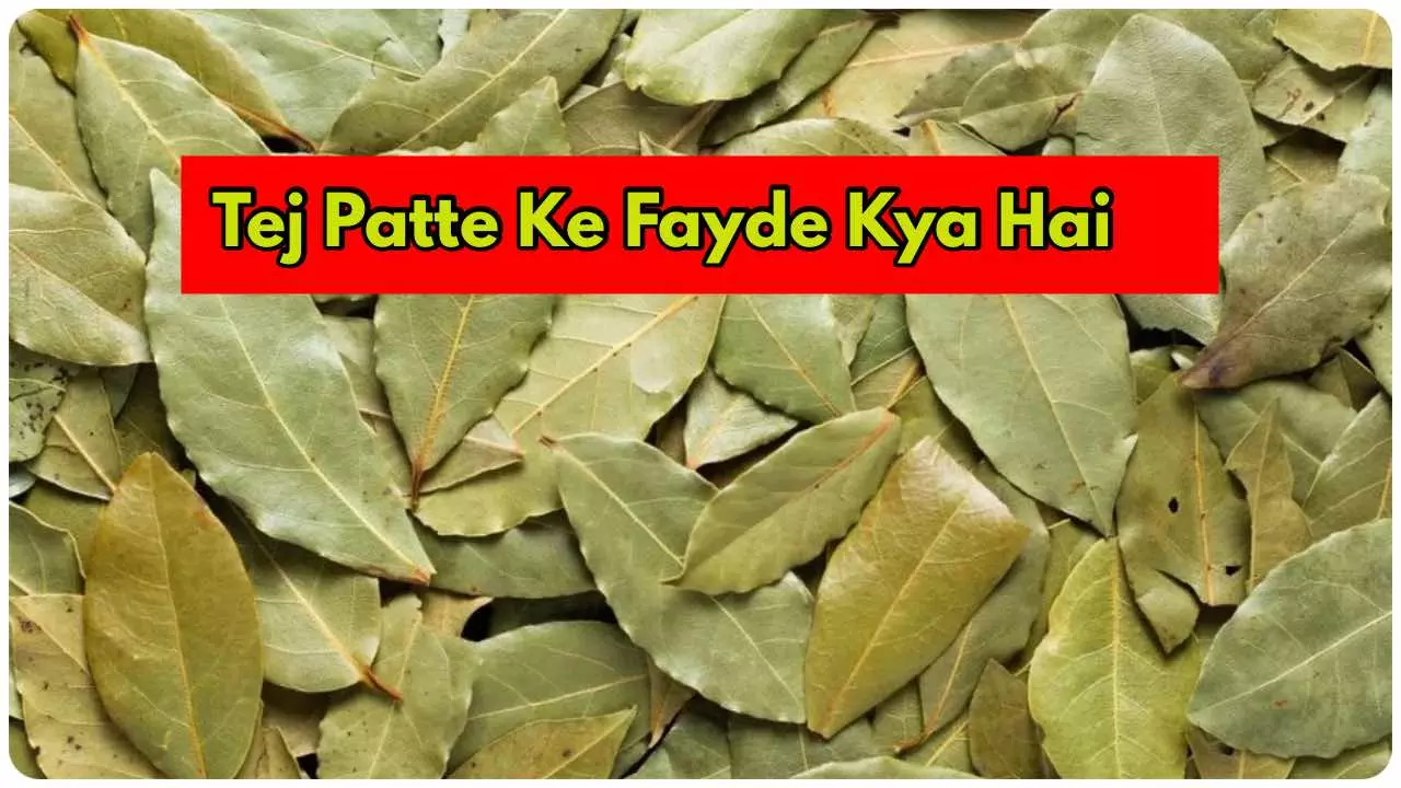 Tej Patte Ke Fayde Kya Hai in Hindi