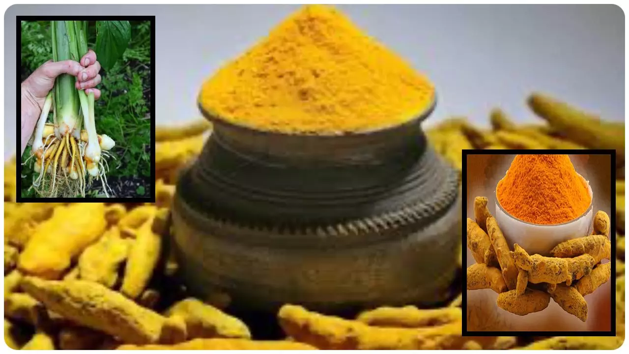 Haldi History Wikipedia in Hindi