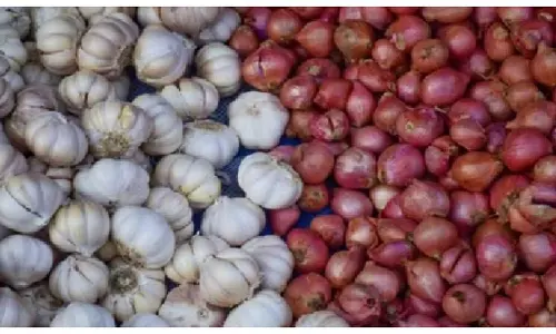 Rising Rices: Garlic and Onion