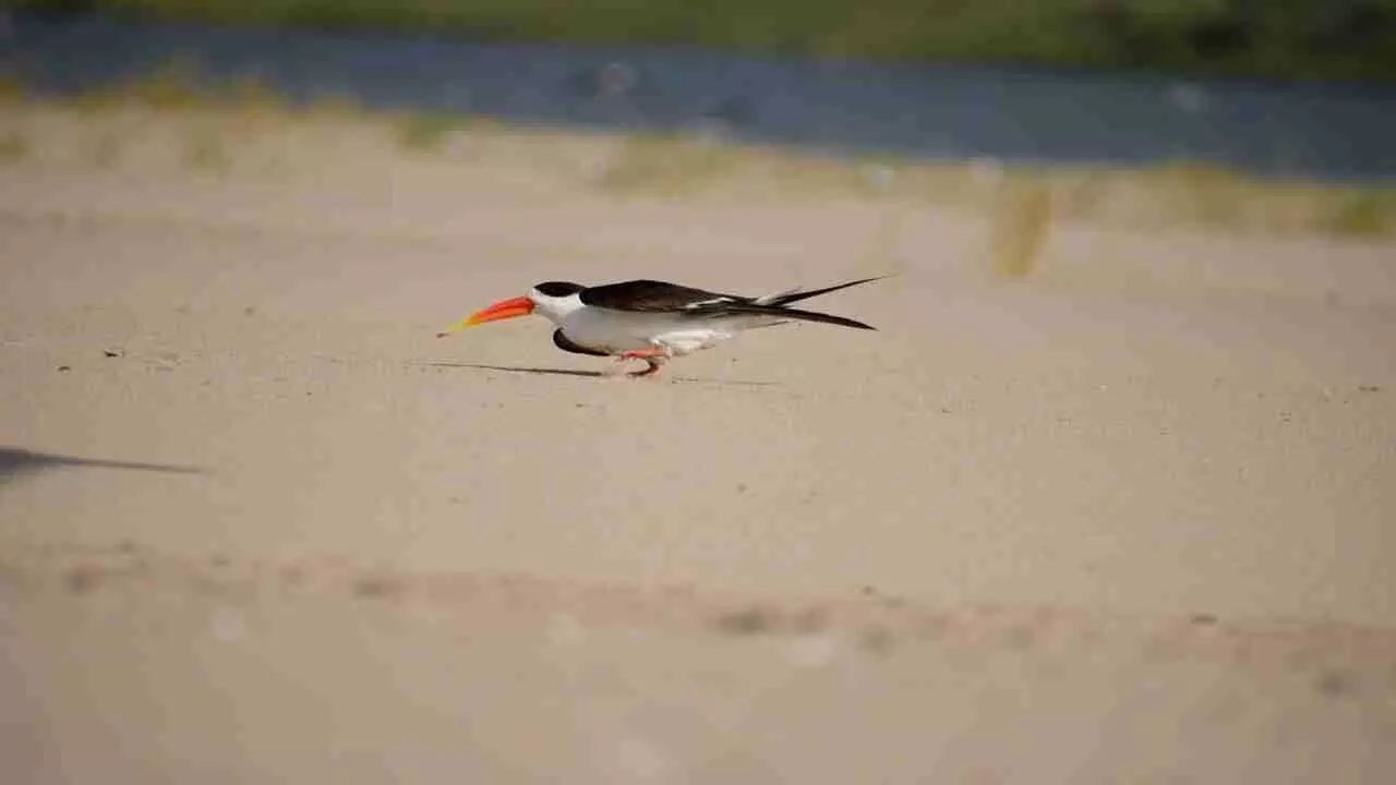 Siberian birds reached Sangam