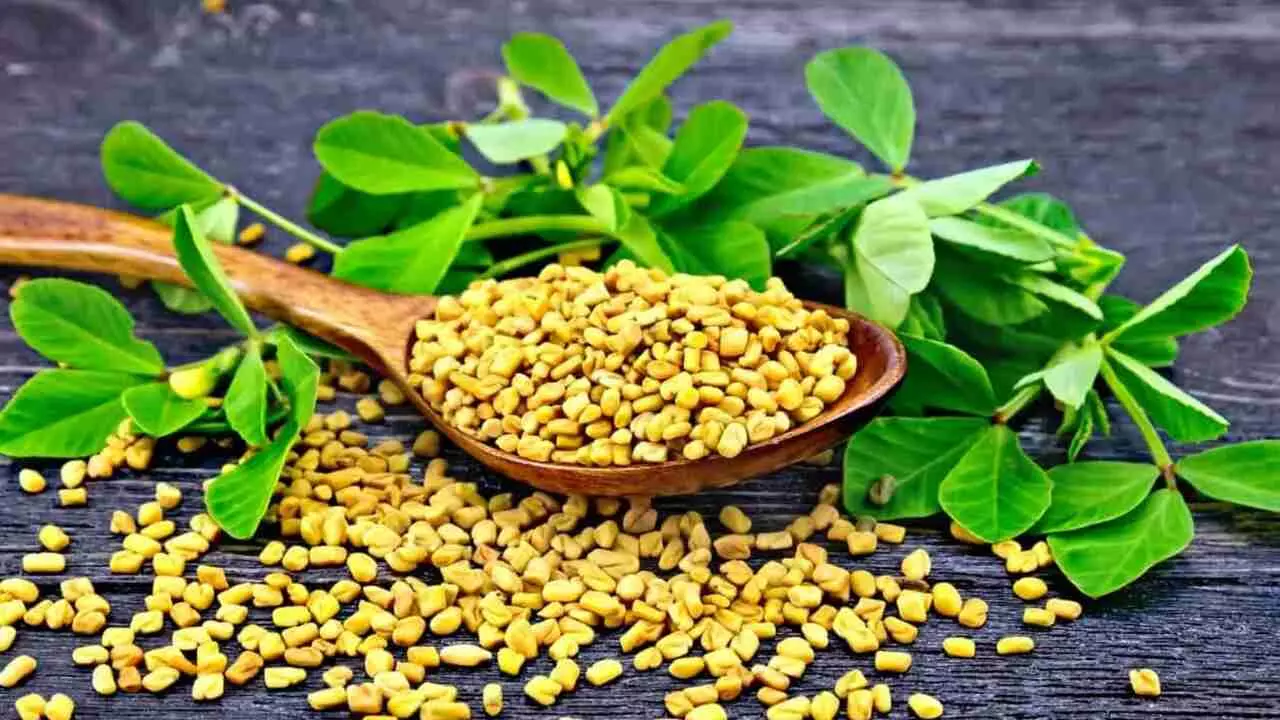 Fenugreek: खाने की खुशबू में जान फूंकने के साथ शुगर, हृदय रोगों जैसे कई विकारों में संजीवनी साबित होती है मेथी