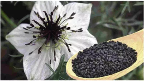 Benefits of Kolanji Benefits of Kolanji
