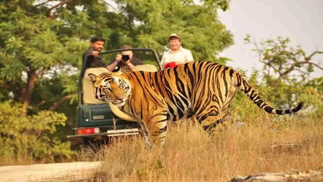 Ranthambore: बाघों की सफारी के साथ किले और जंगलों का रोमांचक अनुभव