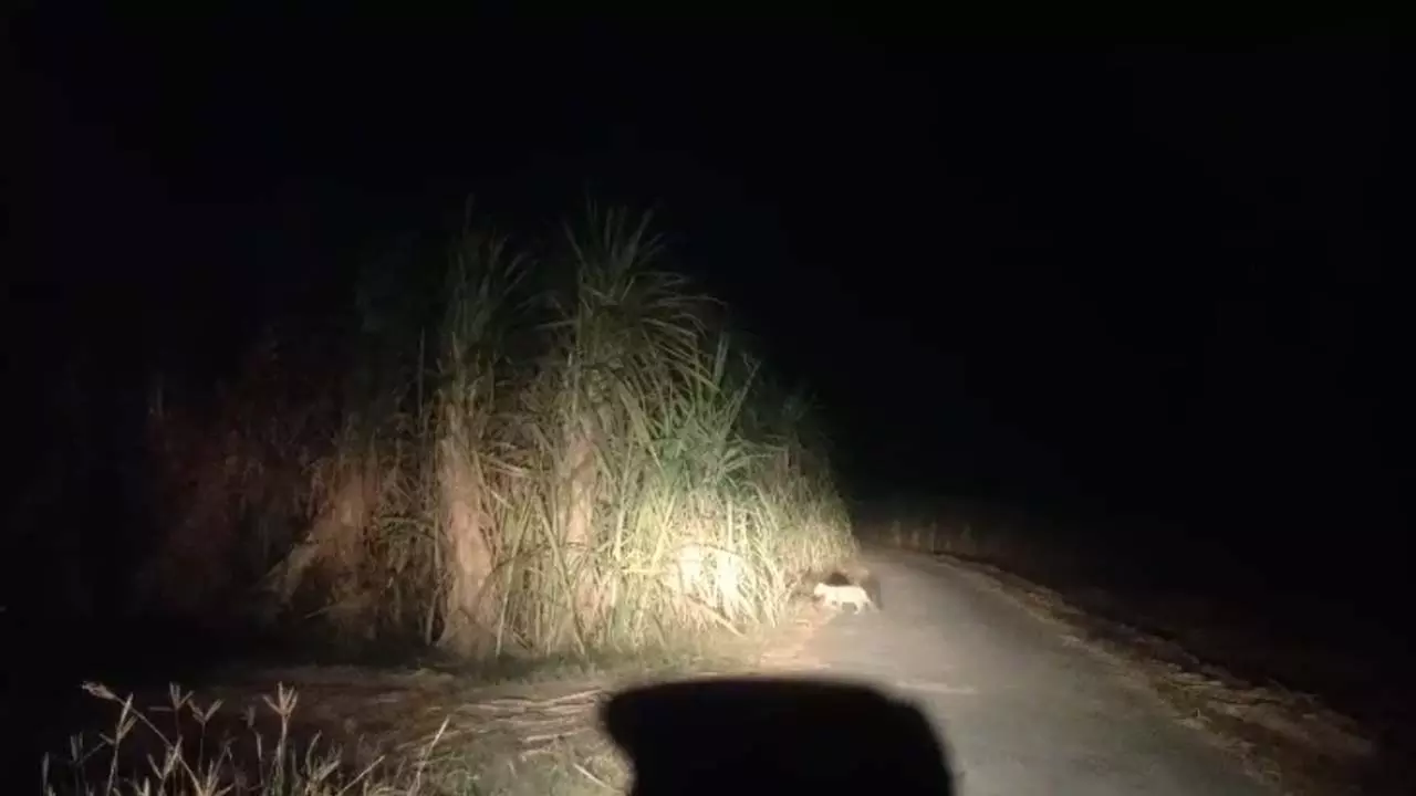 Leopard Family seen running on street fear in area from Muzaffarnagar News in hindi