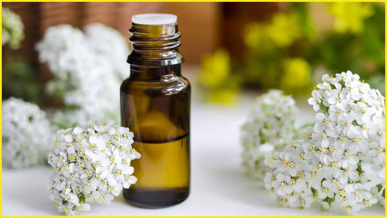 Yarrow Herbal Oil Ke Fayde