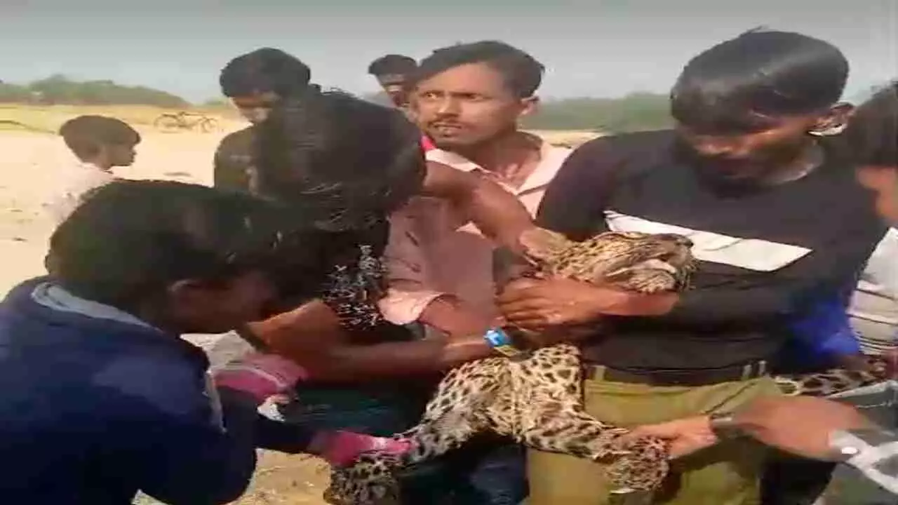 Maharajganj News: लोगों पर कर रही थी हमला, इस वजह से हो गई मादा तेंदुए की मौत, ग्रामीणों ने घेरकर था पकड़ा