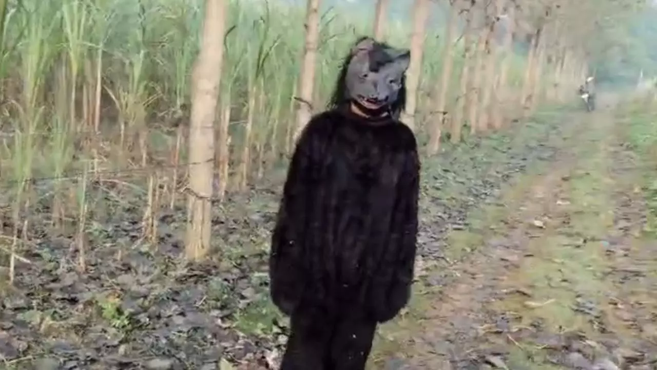 Farmer in bear disguise, learn why farmers are having to do this work, what is this new crisis