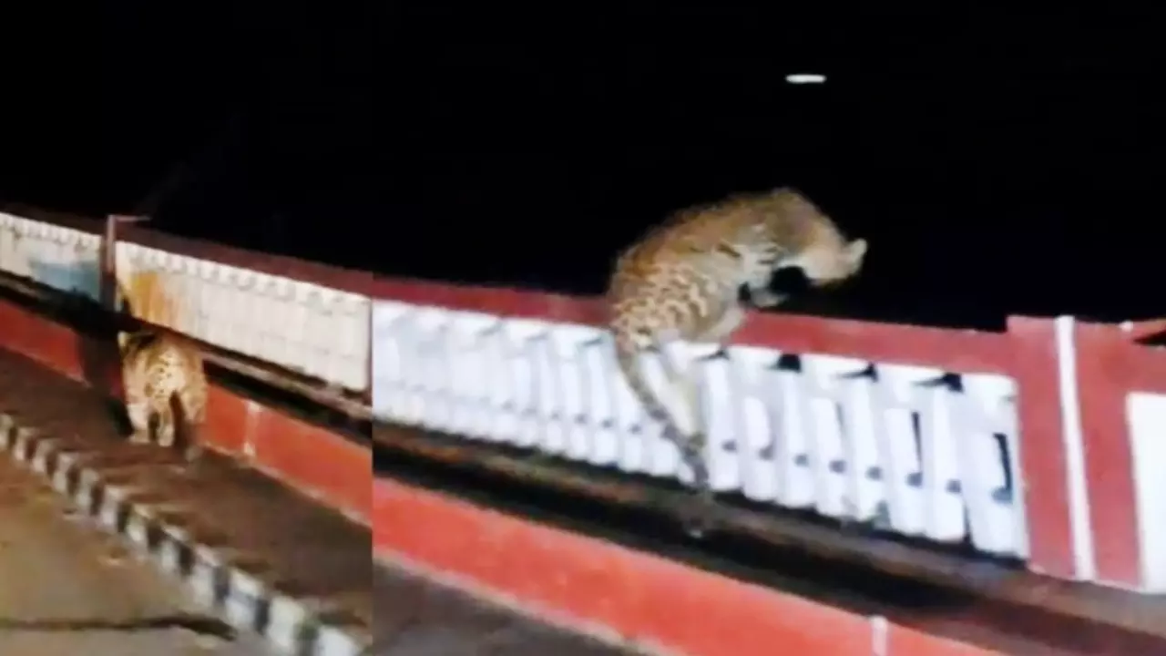 Leopard jumped river front of bus in Katarniaghat Wildlife Sanctuary Bahraich News in hindi up ki khabar