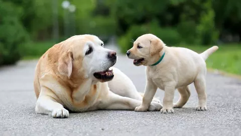 Unique Names For Pet Dog: अपने पेट डॉग का रखना है यूनिक नाम, देखें इन नामों की लिस्ट Unique Names For Pet Dog: अपने पेट डॉग का रखना है यूनिक नाम, देखें इन नामों की लिस्ट