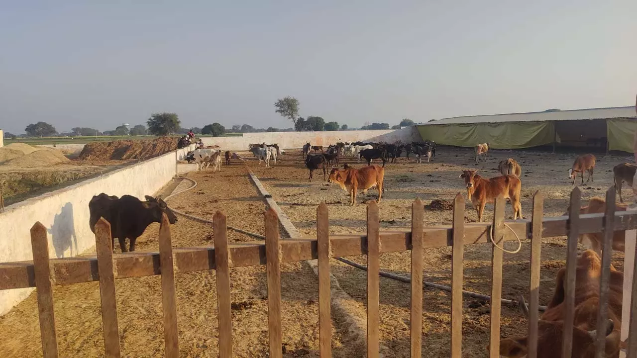 Shortage of fodder in Jamalpur Durjan cowshed dirt