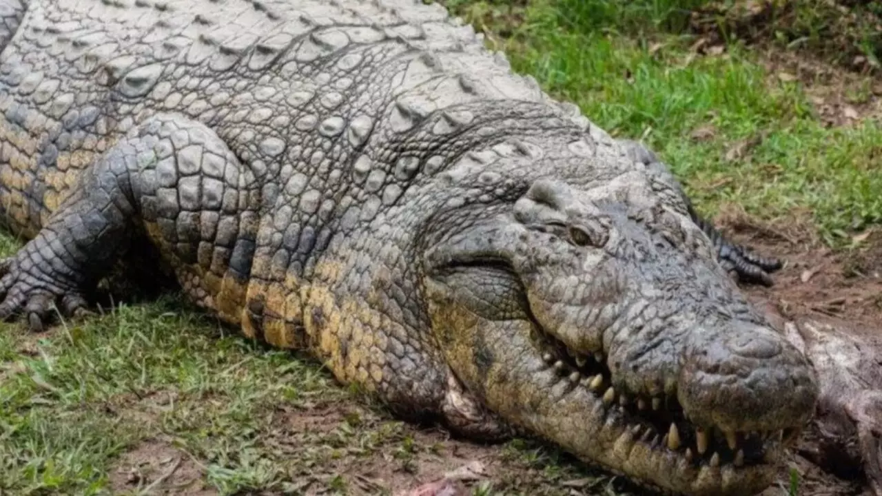 Oldest Living Crocodile: वैज्ञानिकों के लिए हैरानी की वजह बन चुकी है हेनरी की लंबी आयु, जी रहा औसत से भी कहीं ज्यादा उम्र