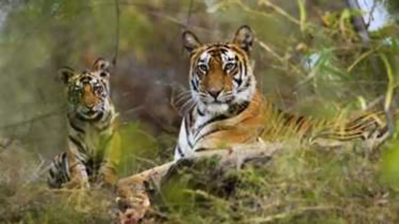 Bandhavgarh Fort (Image Credit-Social Media)