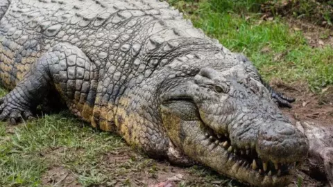 Oldest Living Crocodile: वैज्ञानिकों के लिए हैरानी की वजह बन चुकी है हेनरी की लंबी आयु, जी रहा औसत से भी कहीं ज्यादा उम्र