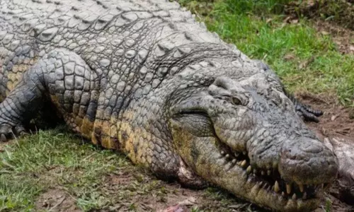 Oldest Living Crocodile: वैज्ञानिकों के लिए हैरानी की वजह बन चुकी है हेनरी की लंबी आयु, जी रहा औसत से भी कहीं ज्यादा उम्र