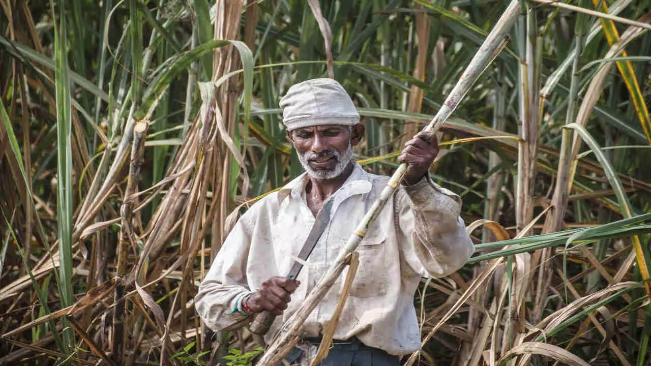 sugarcane farmers