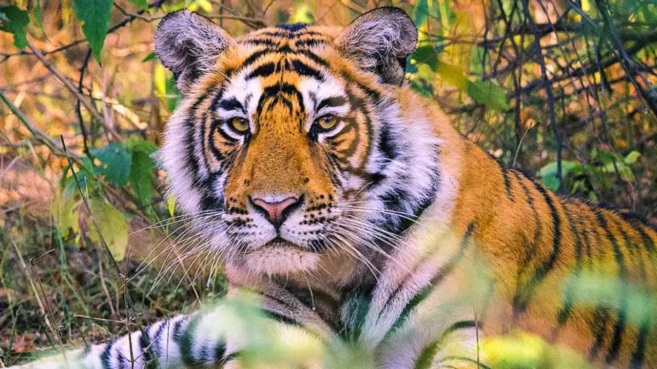 lucknow tiger terror