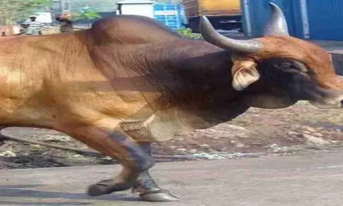 Firozabad News: किशोरों ने गोवंश को बंधक बना पीट-पीट कर किया अधमरा, एसपी बोले होगी कार्यबाही