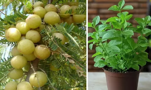 Vastu Tips For Plants: घर के लिए लकी हैं ये पौधे, लगाने से पहले जान लें सही दिशा