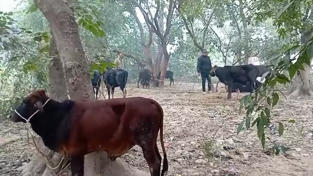 Police team reaches orchard as animal smugglers flee, recover dozens of cows tied to trees