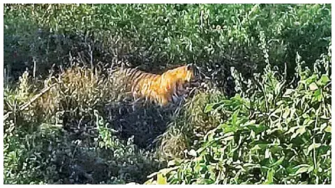 कैमरे में कैद हुई थी इमेज। Photo- Social Media कैमरे में कैद हुई थी इमेज। Photo- Social Media