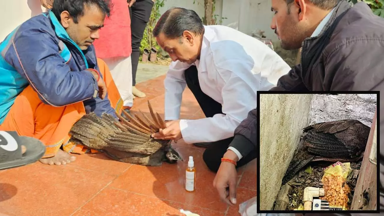 Lucknow Veterinarian Rescues Injured National Bird Peacock in Gomtinagar