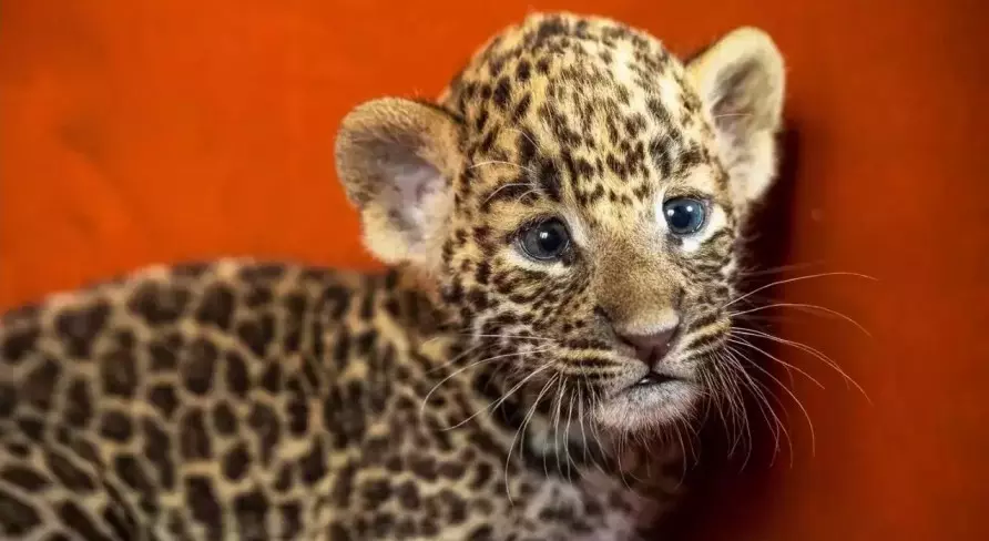 Leopard cub found dead in Katarnia, Bahraich