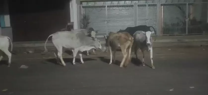 Stray animals causing traffic issues and accidents in Shravasti.