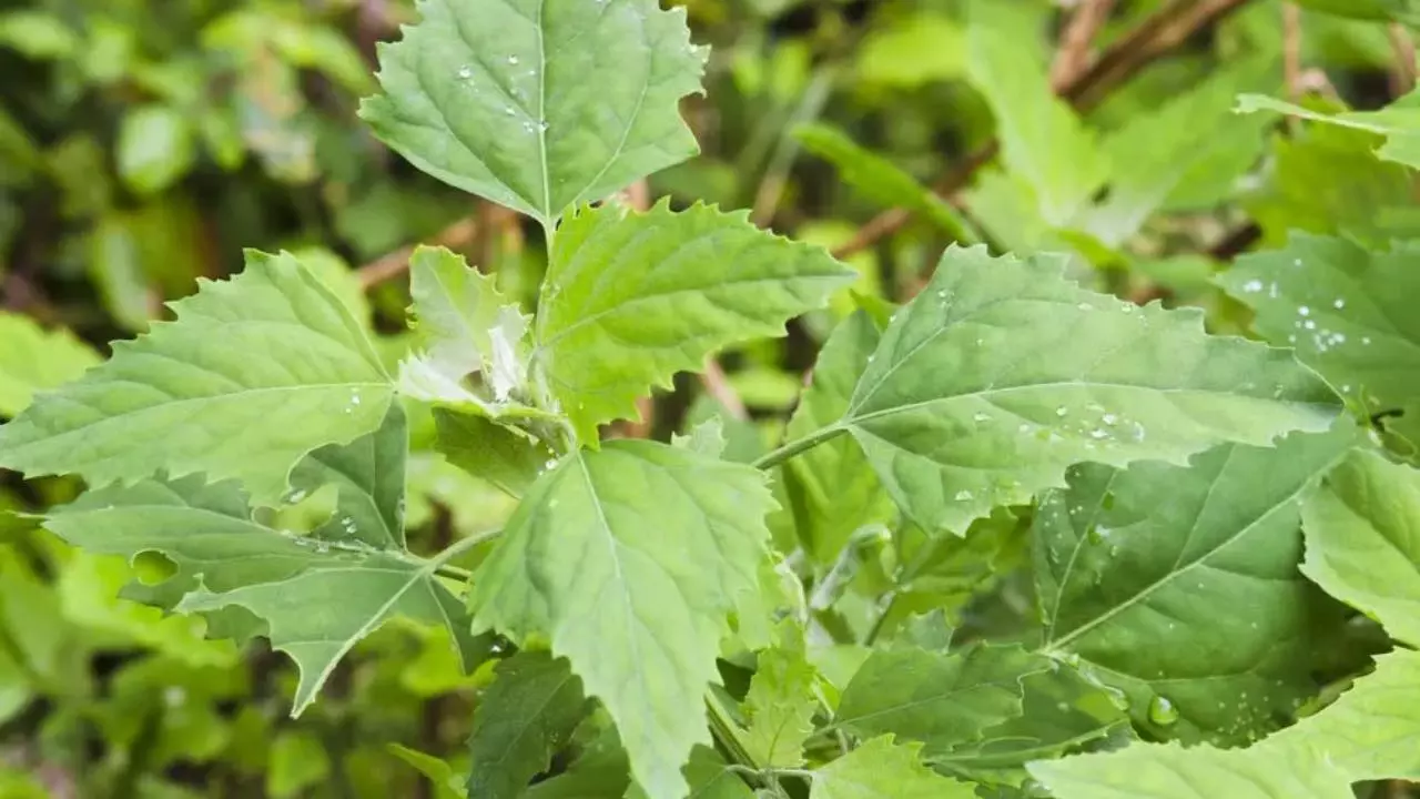 Bathua Ka Saag Khane Ke Fayde in Hindi