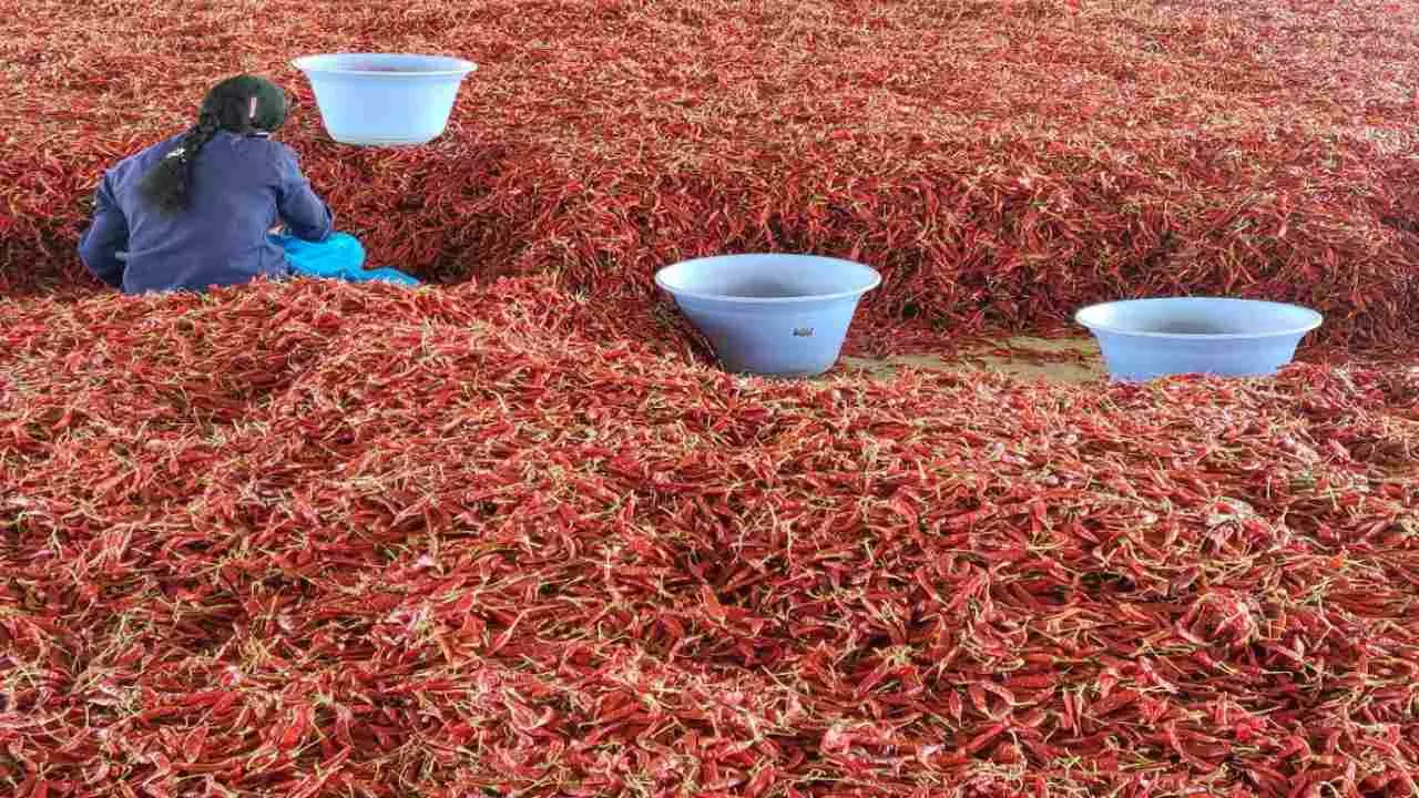 Guntur is Famous as the Spice Capital of India (Image Credit-Social Media)
