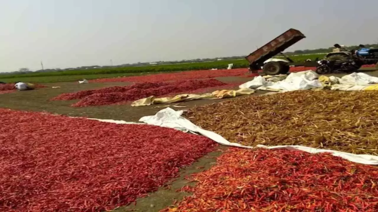 Guntur is Famous as the Spice Capital of India (Image Credit-Social Media)