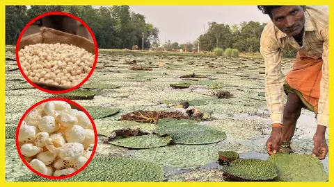 Big Budget Gifts For Bihar Makhana Board Ki Sthapna