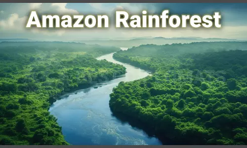 Amazon Rain Forest
