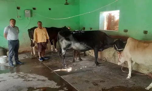 UP News: यूपी में दो से दस गाय पालने के लिए अब मिलेगा इतना लोन, शुरू हुई अमृतधारा योजना