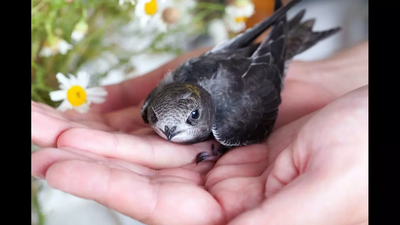 Unique Bird Common Swift: जानें एक अनोखे पक्षी के बारे में जो लगातार 10 महीनों तक हवाई सफर करता है