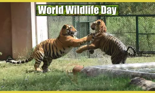 World Wildlife Day Date History Importance