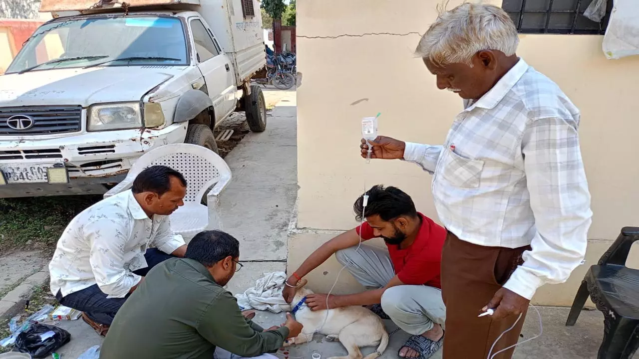 Parvo disease in widespread dogs after the cold is over
