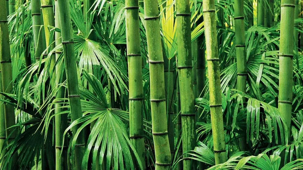 Miracle Bamboo: धरती को बचाने वाला प्राकृतिक चमत्कार बांस