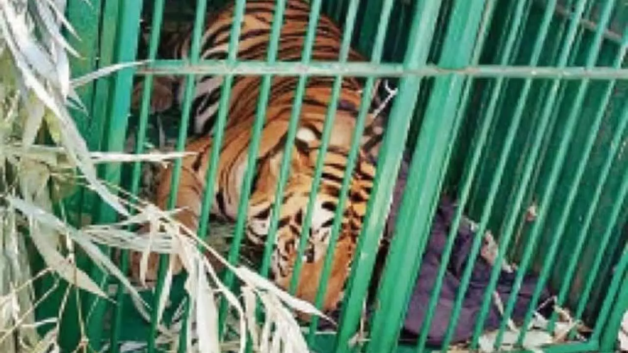 Lucknow News Today The Tiger Caught From Rehmankheda Was Safely Released in Dudhwa Tiger Reserve