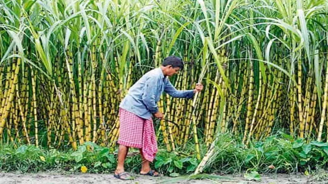Bahraich News: गन्ने के साथ सब्जी की खेती कर आय वृद्धि करें किसान: उप निदेशक कृषि