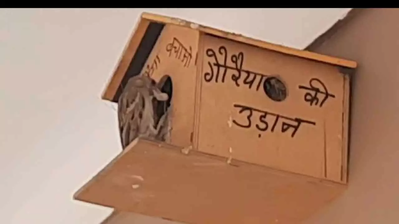 WORLD SPARROW DAY 2025 : हापुड़ की डॉ. रेनू सिंह अपनी टीम के साथ गौरैया की उड़ान अभियान चलाकर लोगों को कर रही जागरूक, मिल रही कामयाबी