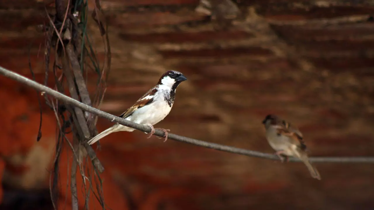 ‘ओ री चिरैया...’ घरों से गायब हो रही है गौरैया, मौन होती चहचहाहट के पीछे क्या है कारण?